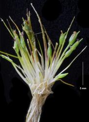 Centrolepis glabra, tuft of a plant that was growing in gravel above the waterline of a kettlehole tarn (Ahuriri Valley, Canterbury).
 Image: K.A. Ford © Landcare Research 2013 